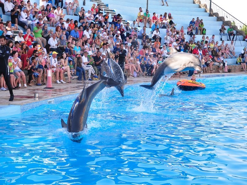 Dolphin Show w Hurghadzie – pokaz delfinów