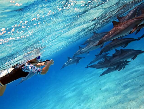 514413d5-c26c-43e8-9d77-a174ca475da4_sataya-dolphin-house-snorkel-trip-marsa-alam