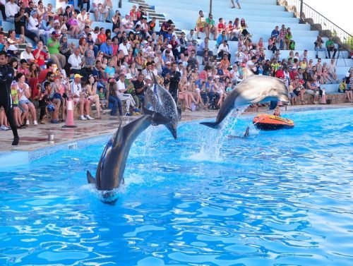Dolphin-show-in-Hurghada-1