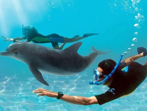 dolphin-house-hurghada-5