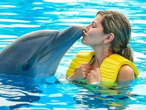 hurghada-1-hour-show-at-dolphin-world-with-optional-pickup