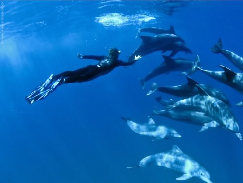 snorkeling-with-dolphins-1
